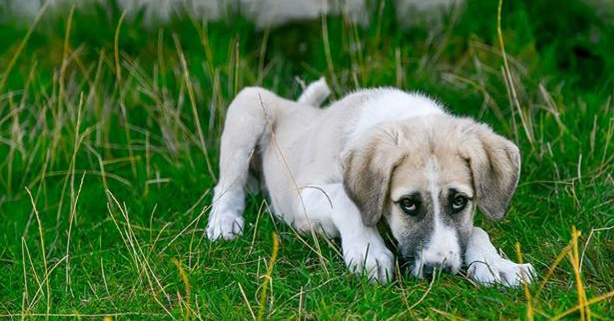 dog