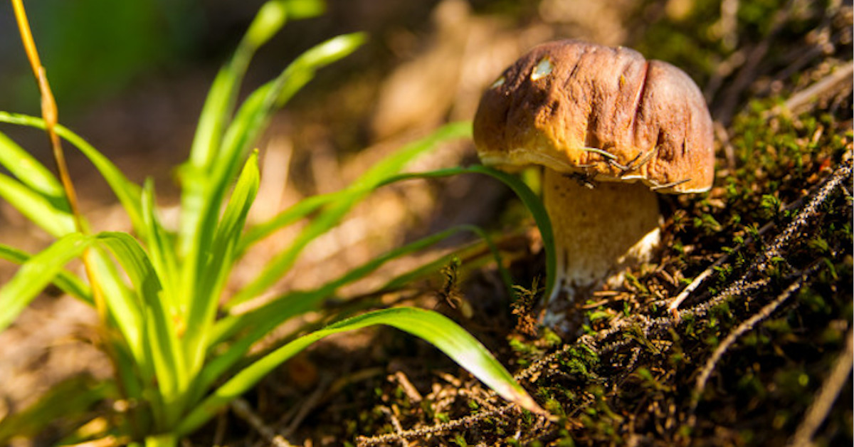 mashroom