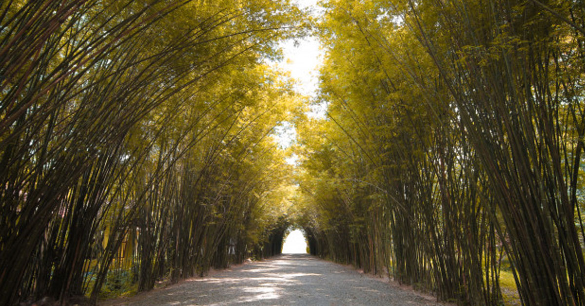 road with trees
