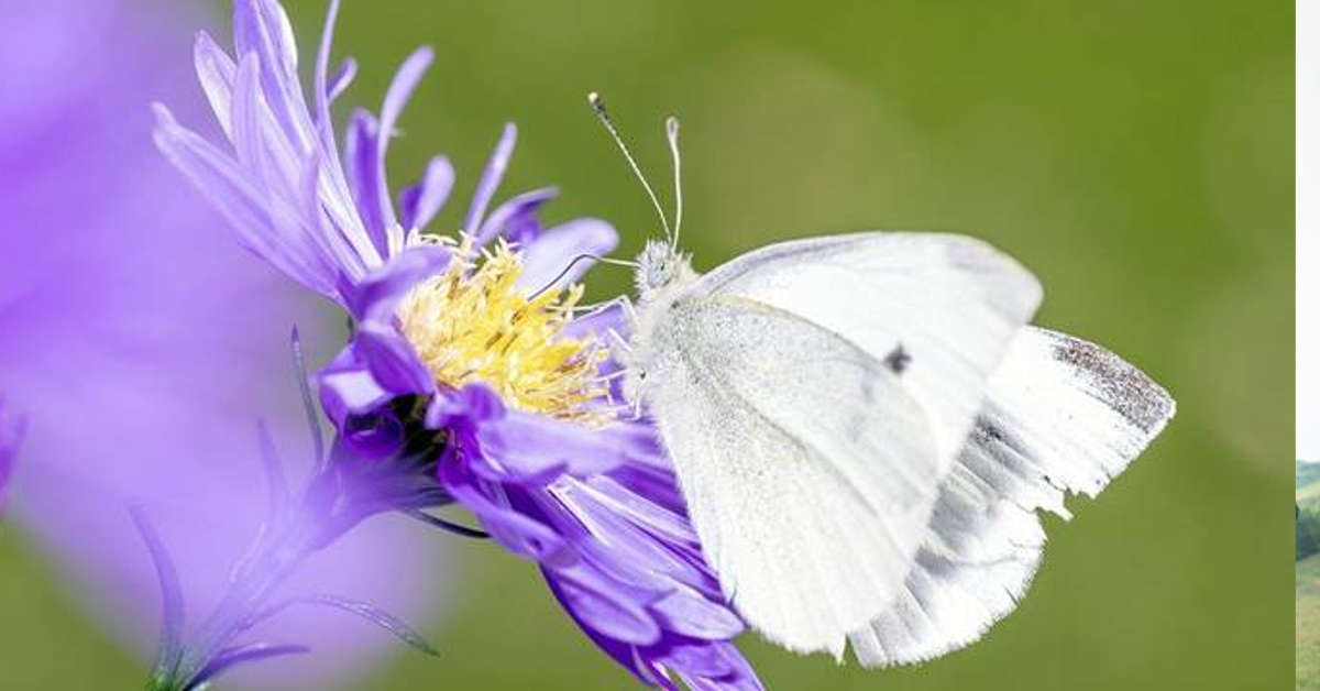 butterfly