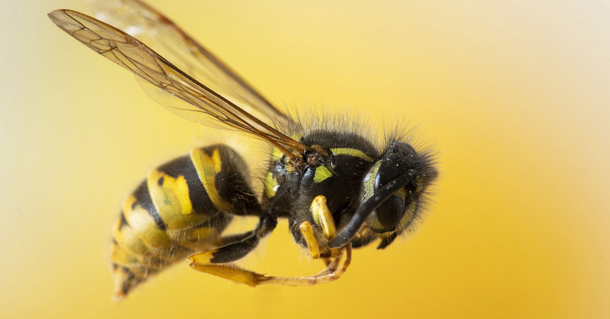 bee