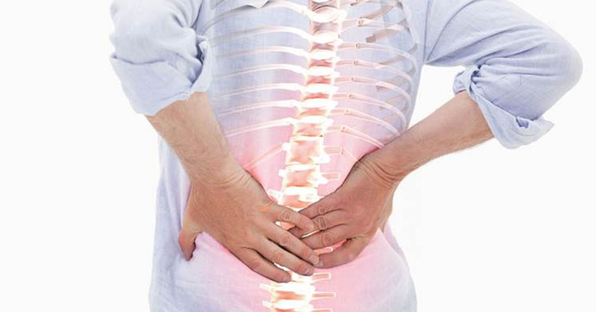 spine
