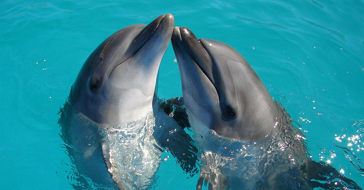 dolphins