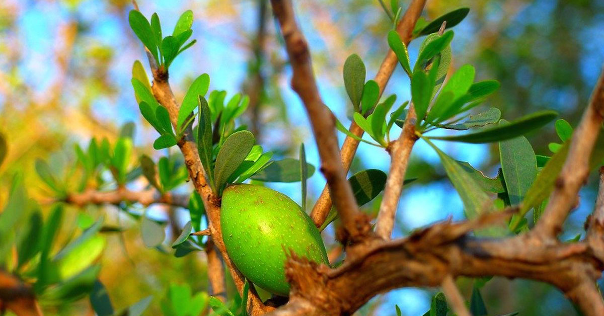 elaio argan