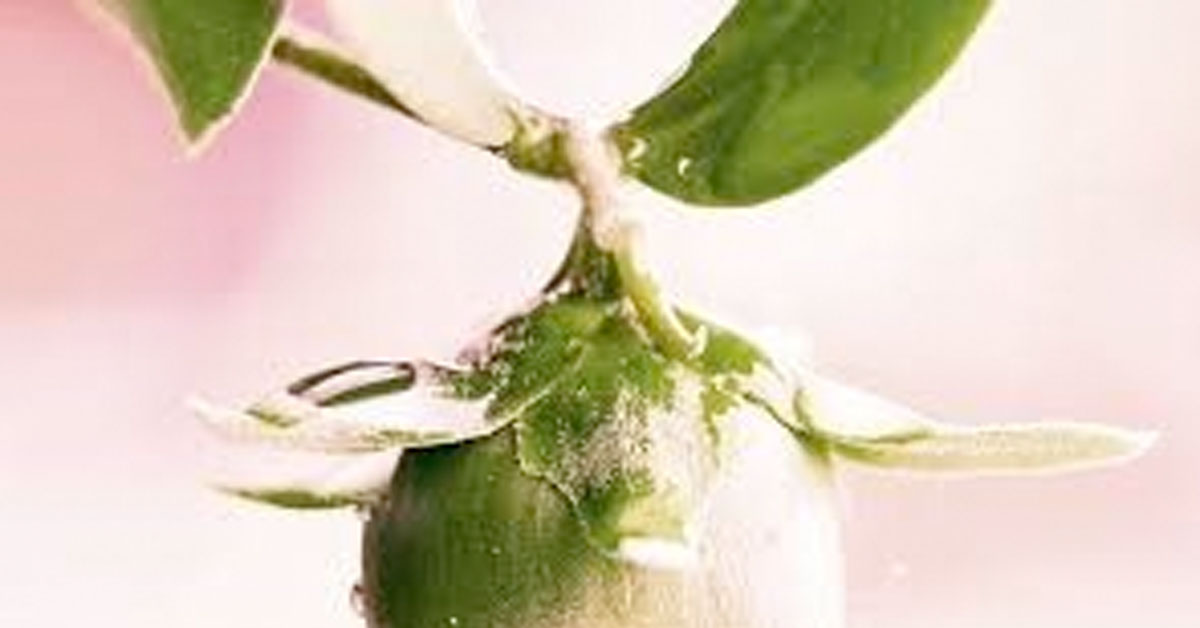 jojoba