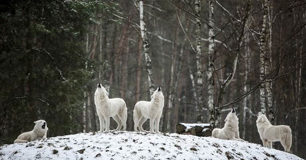 wolf pack