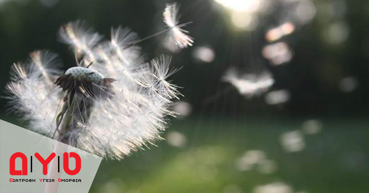 dandelion