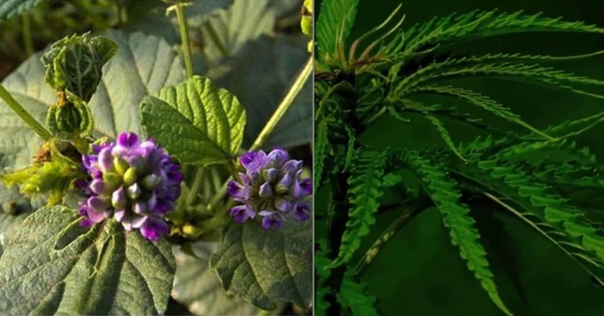 plants
