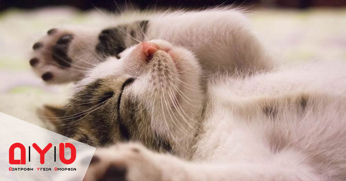 sleepy kitty