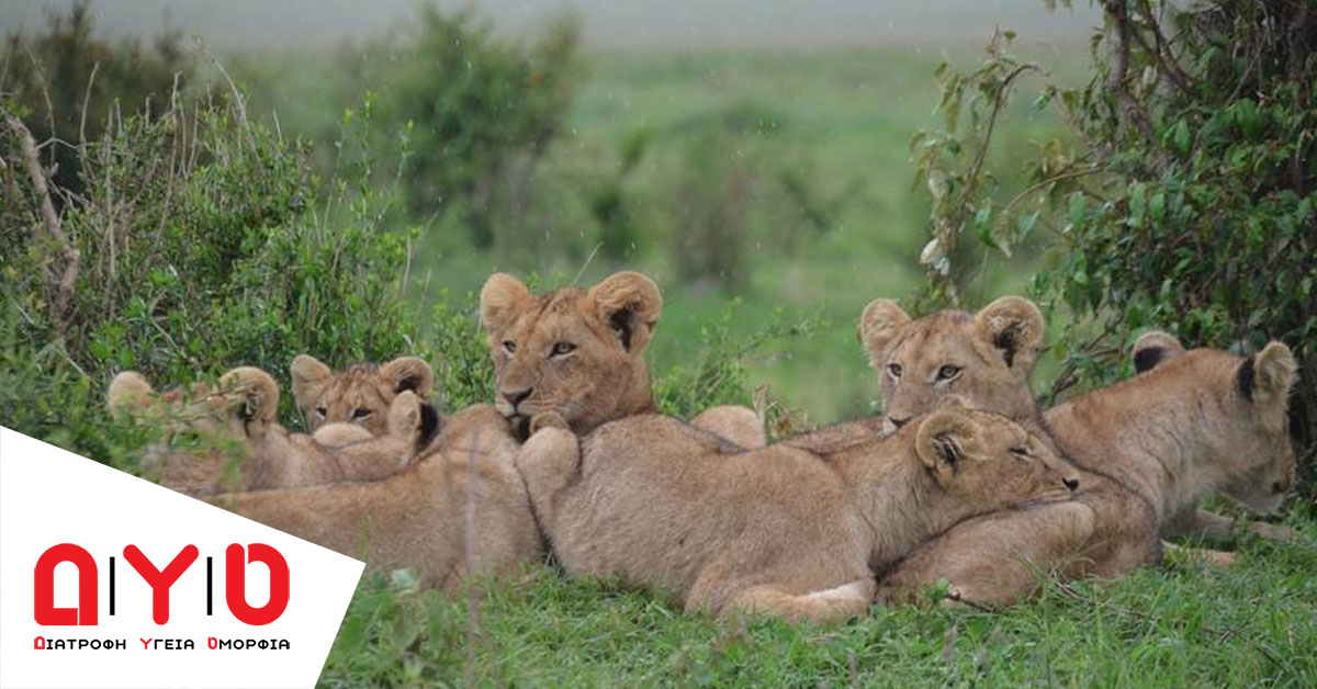 liontaria