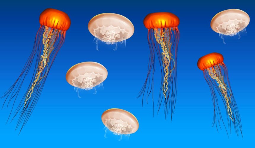 Underwater scene with jellyfish swimming