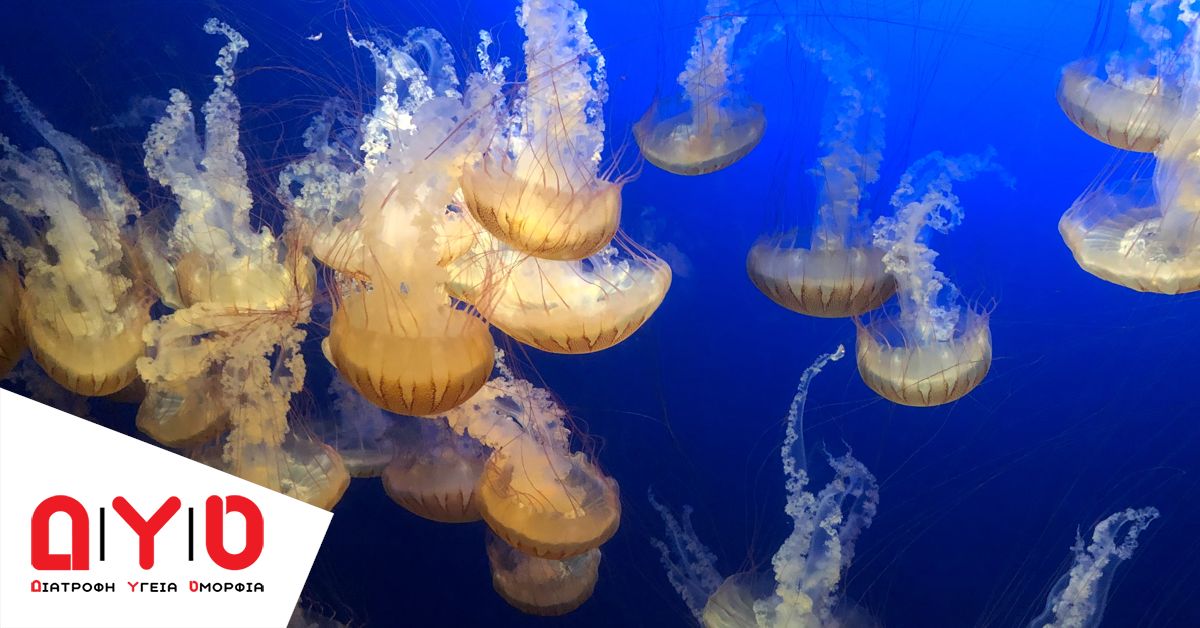 jellyfish