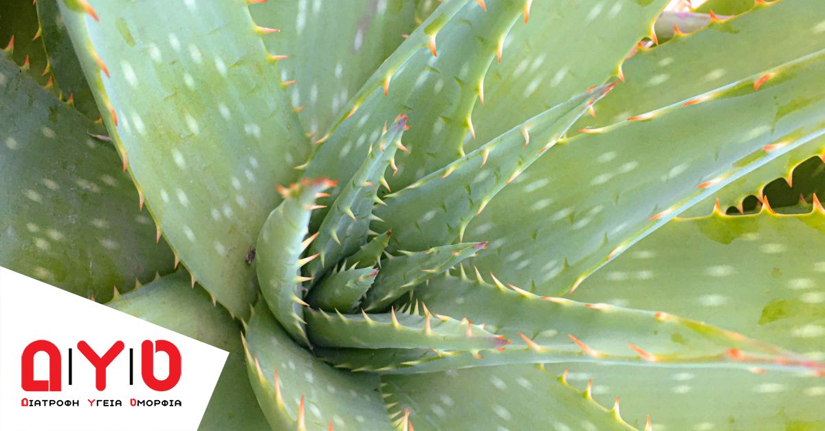 aloe vera