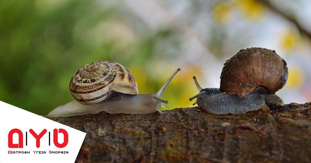 snail