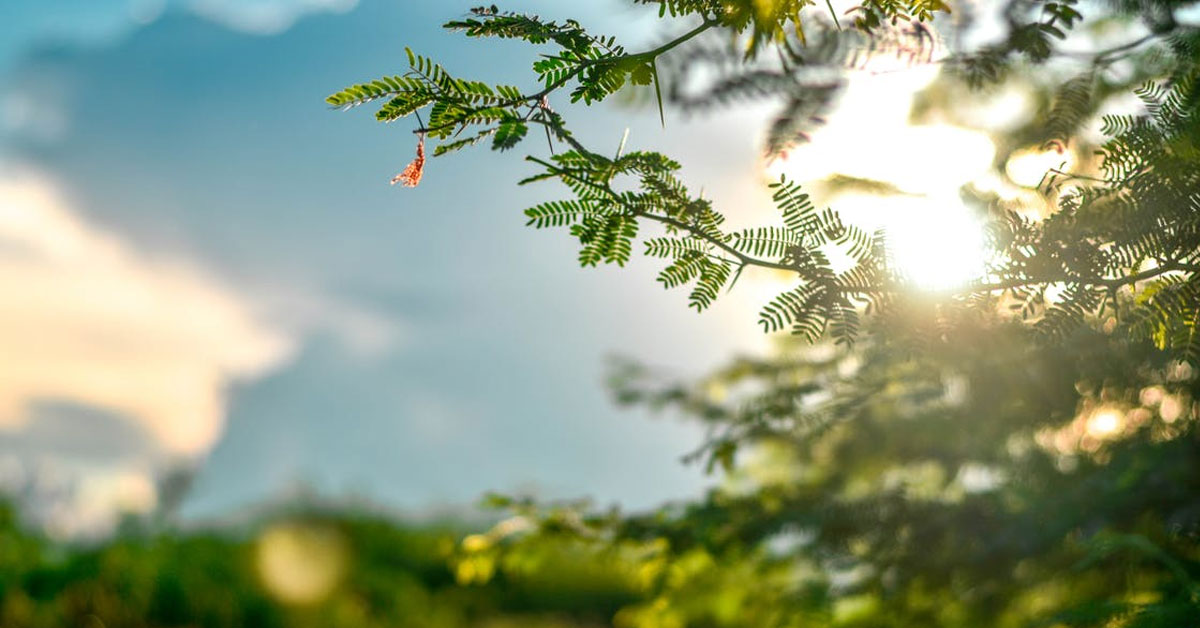 sunlight