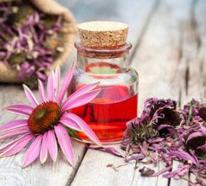 echinacea