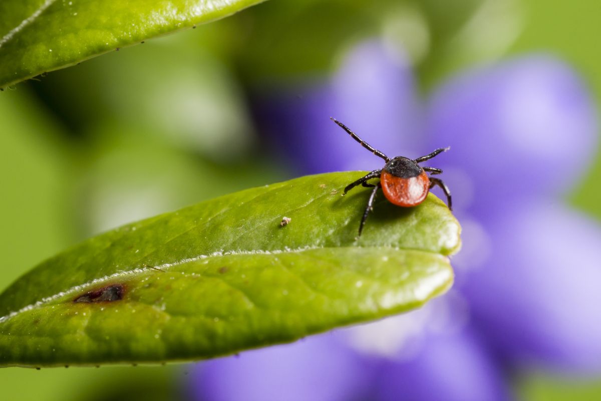 Brown and Black Bug on Green Leaf